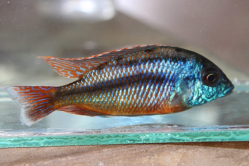 Protomelas taeniolatus 'Kambiri Point'
